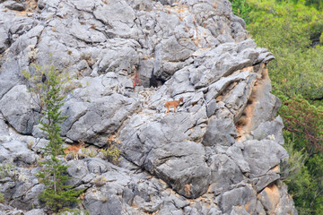 Wild mountain goats on a rock in the Taurus mountains in Turkey