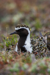 American golden plover sitting on nest