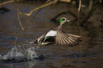American wigeon drake flying