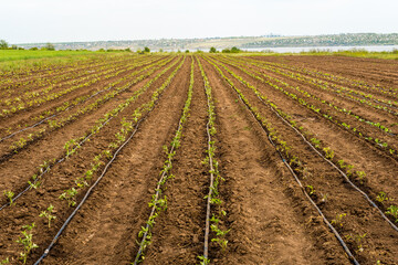 Fototapeta na wymiar agriculture field with green sprouts of tomatoes