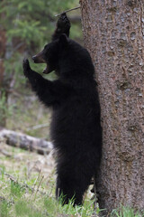 Black bear scratching post