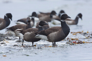 Migration stop for brant geese