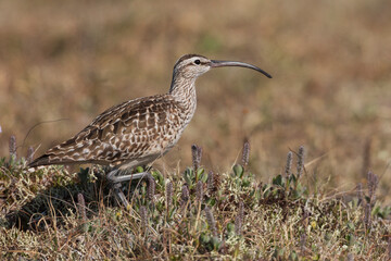 Bristled-thighed curlew, Artic tundra