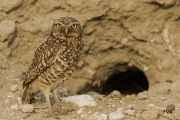 Burrowing owl at nest burrow entrance - obrazy, fototapety, plakaty