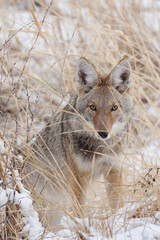 Coyote, winter predator