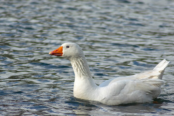 Fototapeta premium goose on the water