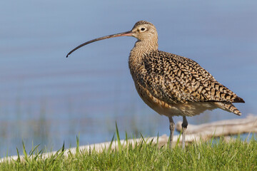 Long-billed curlew