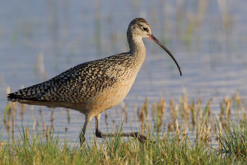 Long-billed curlew foraging