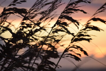 Florida beach grass