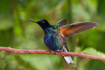 Velvet-purple coronet