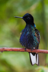 Velvet-purple coronet, puffed up