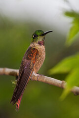 Fawn-breasted brilliant hummingbird