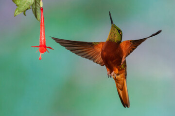Chestnut-breasted coronet hummingbird