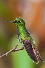 Buff-tailed coronet hummingbird