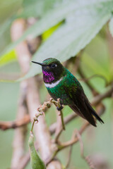 Gorgeted sunangel hummingbird