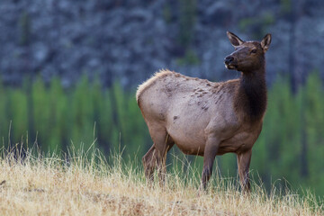 Fototapeta premium Rocky Mountain cow elk