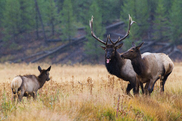 Rocky Mountain elk catching raindrops