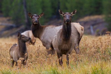 Rocky Mountain elk in autumn rain
