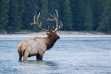 Rocky Mountain bull elk