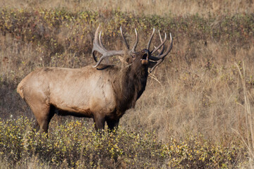 Majestic bull elk bugling