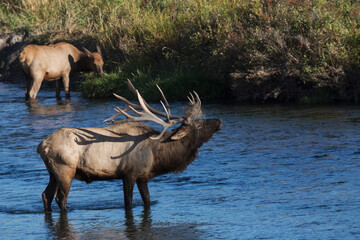 Fototapeta premium Bull elk bugling