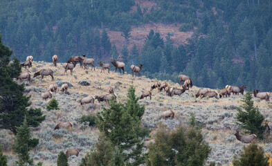 Elk herd