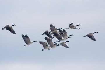 Greater Canada geese flying