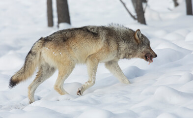 Gray wolf with cache of meat to hide