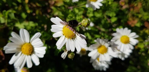 Obraz premium 들국화 