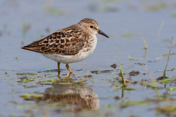Least sandpiper foraging in mud flats