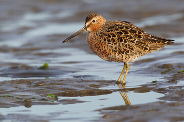 Long-billed dowitcher, tide flats