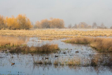 Autumn wetlands