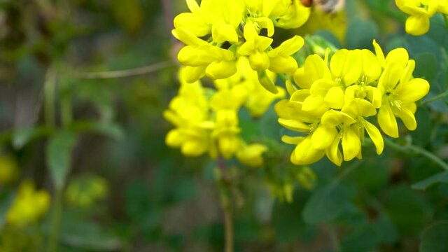gros plan des fleurs de gen&ecirc;t