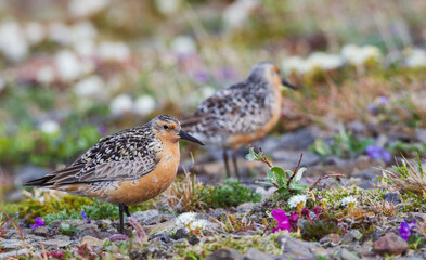Red knot pair, Arctic tundra, nesting territory