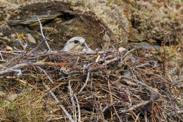 Rough-legged hawk sitting inside nest