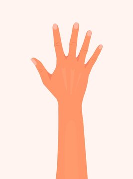 Hand showing five fingers and palm vector illustration. Woman or man hand isolated white background. inside of the hand flat modern  design