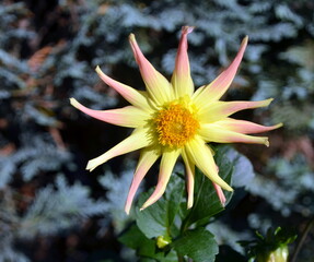 Dahlia