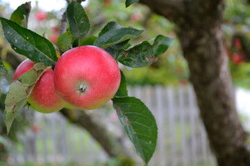 Untreated Apples On The Tree