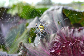 Wasp Spider With Her Amp 8203 Amp 8203 Web