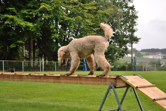 Poodle In Rescue Dog Training On A Rescue Ladder