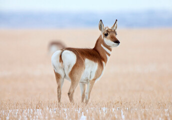 Pronghorn Antelope Prairie