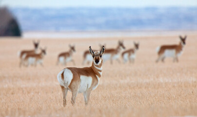 Pronghorn Antelope Prairie