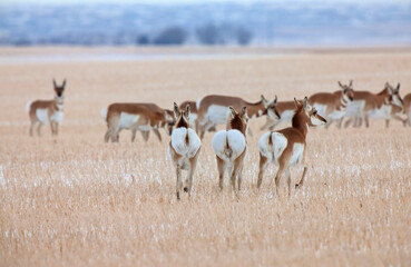 Fototapeta na wymiar Pronghorn Antelope Prairie