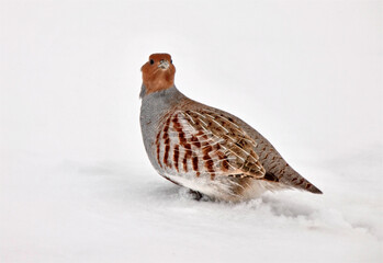 Partridge in Winter