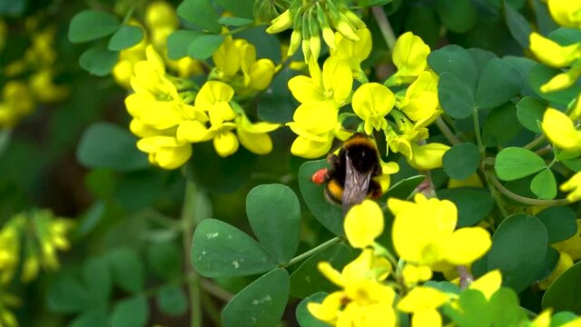 butinage des fleurs de gen&ecirc;t par un bourdon