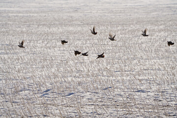 Partridge in Winter Flying