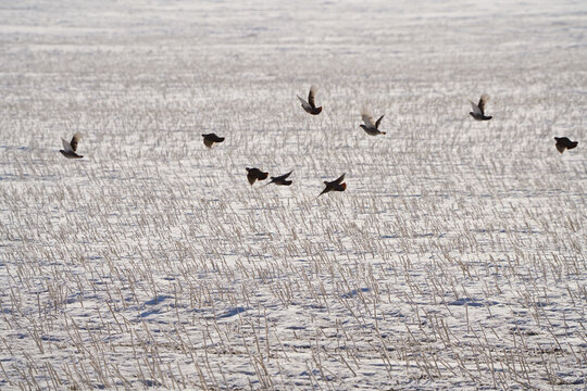 Partridge In Winter Flying