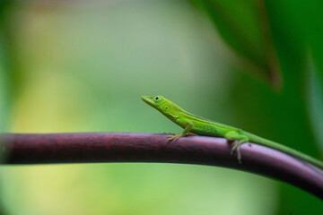 green anole 