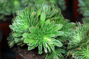 Close up of succulent succulent plants