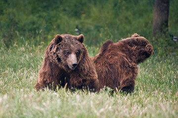 Obraz na płótnie Canvas Close up photo of a wild big Brown Bear in natural habitat. Big brown bear (Ursus arctos) in the forest
